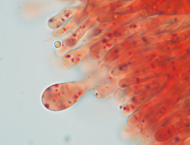 Phlebia rufa